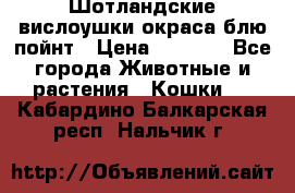 Шотландские вислоушки окраса блю пойнт › Цена ­ 4 000 - Все города Животные и растения » Кошки   . Кабардино-Балкарская респ.,Нальчик г.